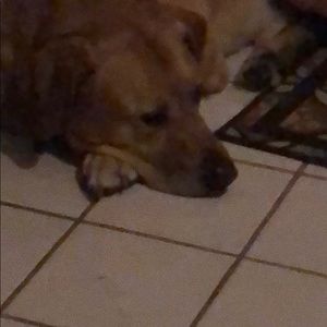 Meet your Posher, Rose